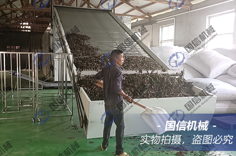 浙江紫蘇葉烘幹現(xiàn)場(chǎng)