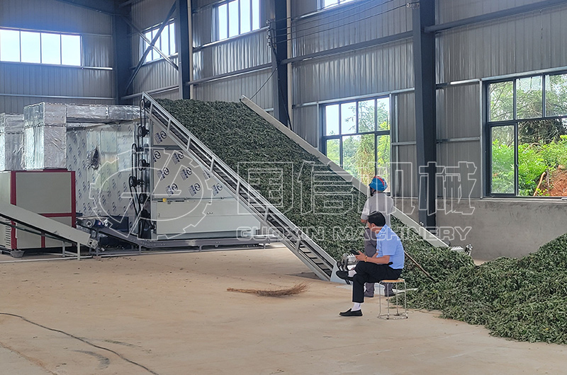 湖(hú)北(běi)艾葉烘幹現(xiàn)場(chǎng)