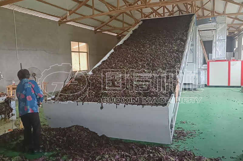 浙江紫蘇葉烘幹現(xiàn)場(chǎng)