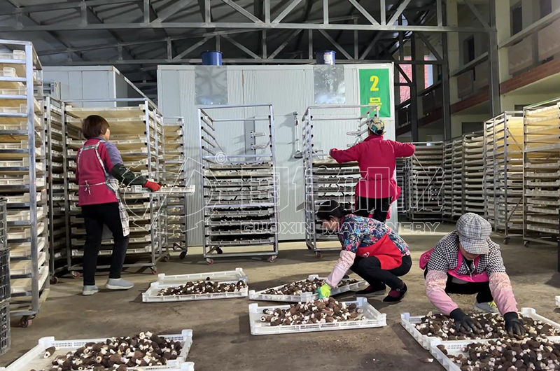 山(shān)西(xī)客戶羊肚菌烘幹現(xiàn)場(chǎng)