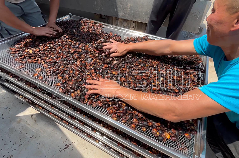 新鄉(xiāng)客戶土(tǔ)鼈蟲烘幹現(xiàn)場(chǎng)