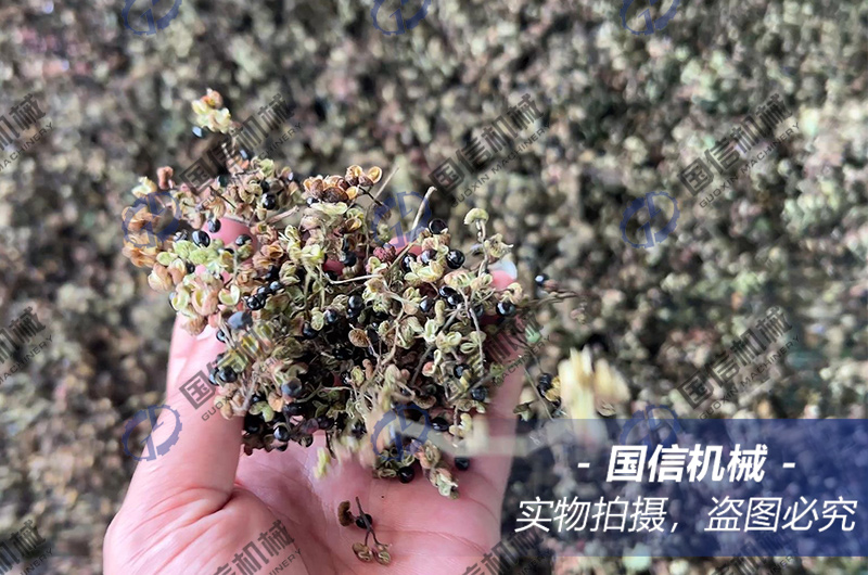 山(shān)西(xī)運城(chéng)花(huā)椒烘幹現(xiàn)場(chǎng)