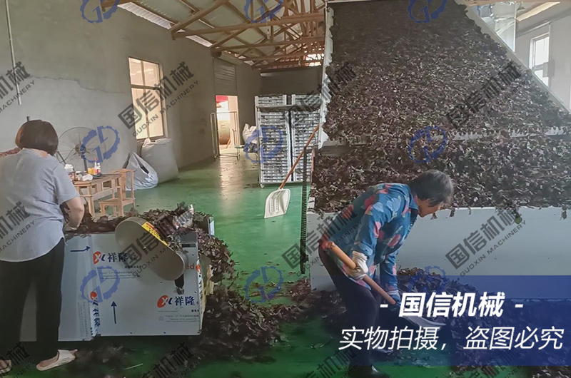 浙江紫蘇葉烘幹現(xiàn)場(chǎng)