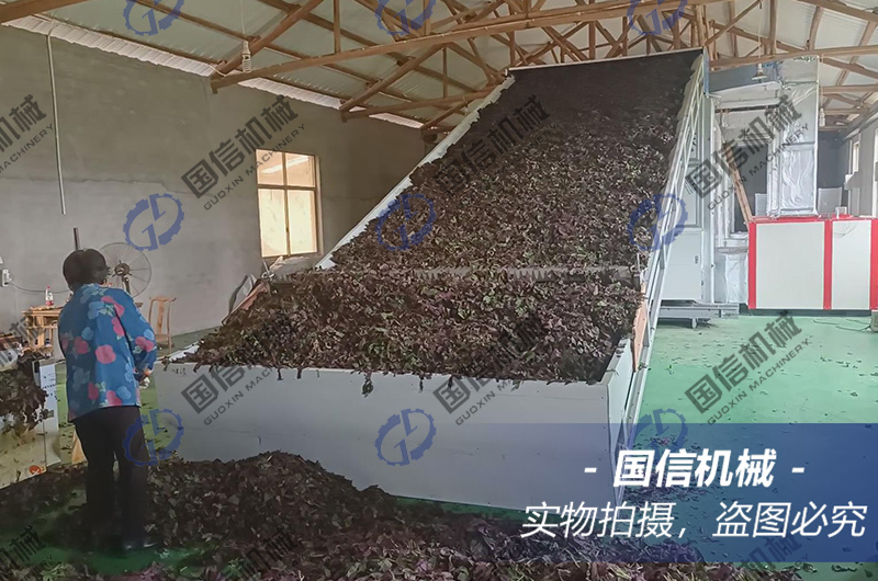 浙江紫蘇葉烘幹現(xiàn)場(chǎng)