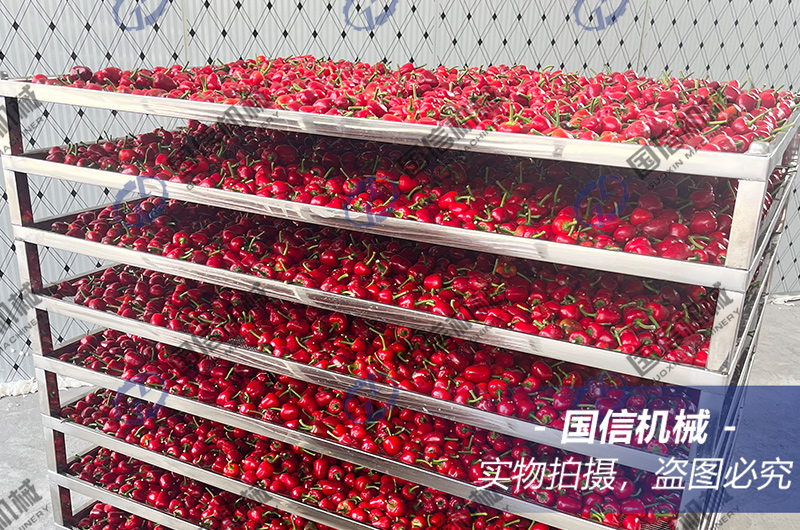 貴州遵義草(cǎo)莓椒烘幹現(xiàn)場(chǎng)