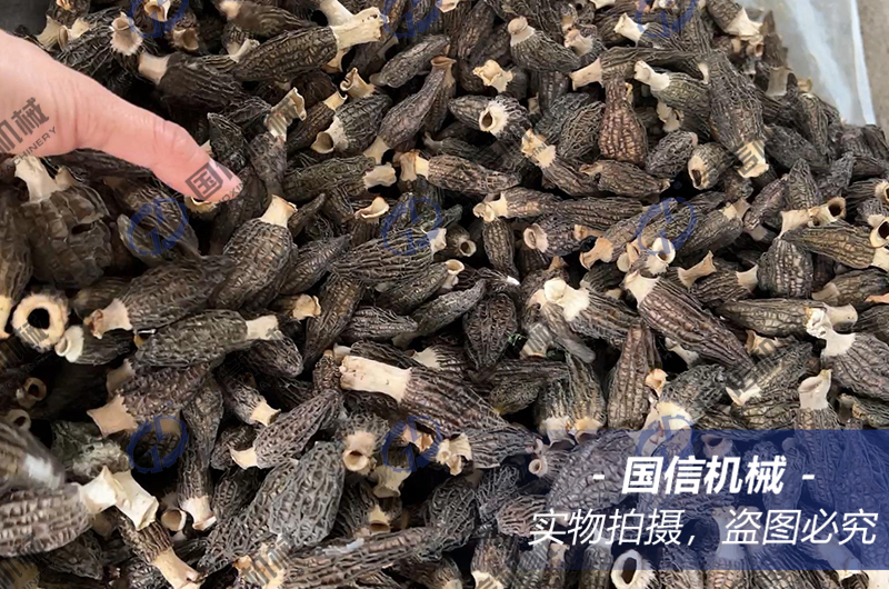 山(shān)西(xī)客戶羊肚菌烘幹現(xiàn)場(chǎng)